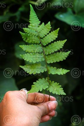 Find  the Image wild,photography,#leaf,#flower,#stock,image,nepal,sita,maya,shrestha  and other Royalty Free Stock Images of Nepal in the Neptos collection.