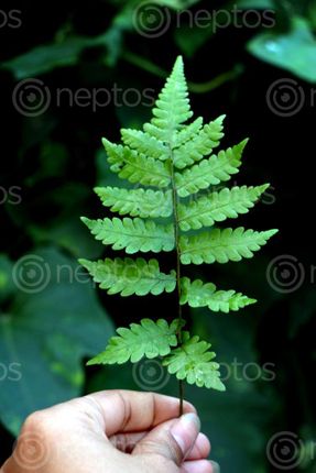 Find  the Image leaves,stock,image#,nepal,photography,sita,maya,shrestha  and other Royalty Free Stock Images of Nepal in the Neptos collection.