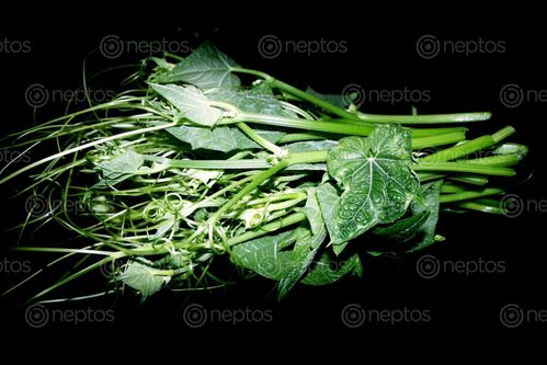 Find  the Image chayote,squash,leaves,stock,image#,nepal_photography,sita,maya,shrestha  and other Royalty Free Stock Images of Nepal in the Neptos collection.
