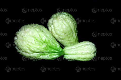 Find  the Image chayote,squash,vegetable,stock,image#,nepal_photography,sita,maya,shrestha  and other Royalty Free Stock Images of Nepal in the Neptos collection.