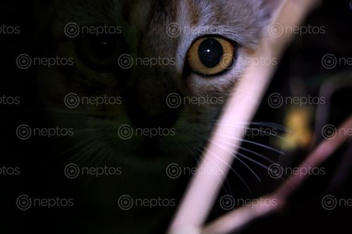 Find  the Image cat,photography#,stock,image,nepal,photography,sita,maya,shrestha  and other Royalty Free Stock Images of Nepal in the Neptos collection.