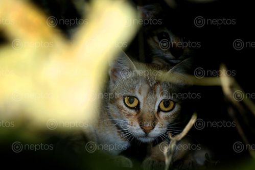 Find  the Image cat,kitten,photography#,stock,image,nepal,photography,sita,maya,shrestha  and other Royalty Free Stock Images of Nepal in the Neptos collection.