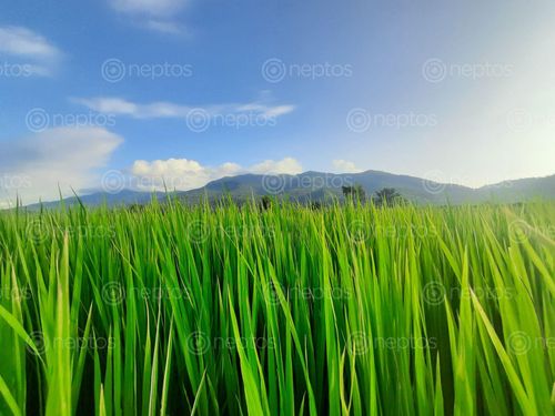 Find  the Image photo,paddy,field,beautifully,hill,makes,horizon,sky  and other Royalty Free Stock Images of Nepal in the Neptos collection.