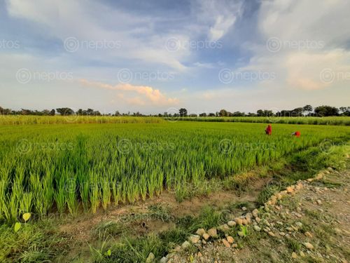 Find  the Image paddyfield,captured,camere  and other Royalty Free Stock Images of Nepal in the Neptos collection.
