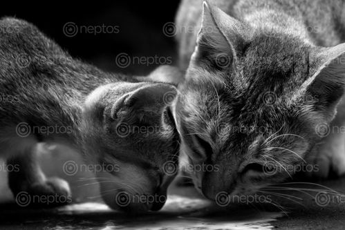 Find  the Image cat,&kitten,milk,eating,#stock,image,nepal,photography,sita,maya,shrestha  and other Royalty Free Stock Images of Nepal in the Neptos collection.