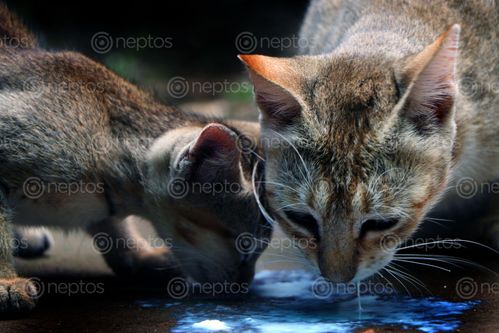 Find  the Image cat,&kitten,milk,eating,#stock,image,nepal,photography,sita,maya,shrestha  and other Royalty Free Stock Images of Nepal in the Neptos collection.