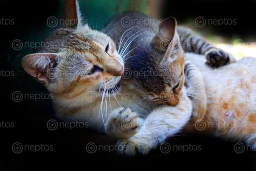 Find  the Image cat,kaitten,play,stock,photo#,nepal,photography,sita,maya,shresth  and other Royalty Free Stock Images of Nepal in the Neptos collection.