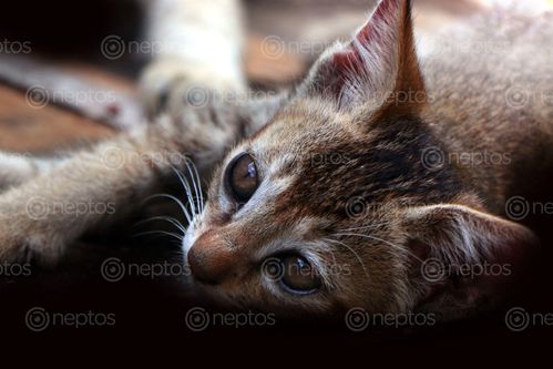 Find  the Image close,kitten,image,stok,nepal,photography,sita,maya,shrestha  and other Royalty Free Stock Images of Nepal in the Neptos collection.