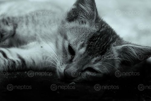 Find  the Image kitten,sleep,#stock,image,nepal,photography,sita,maya,shrestha  and other Royalty Free Stock Images of Nepal in the Neptos collection.