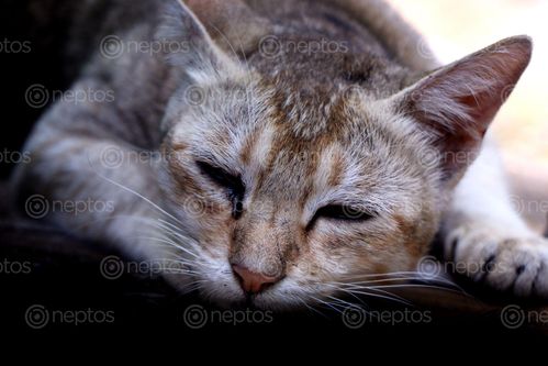 Find  the Image cat,sleep,#stock,image,nepal,photography,sita,maya,shrestha  and other Royalty Free Stock Images of Nepal in the Neptos collection.