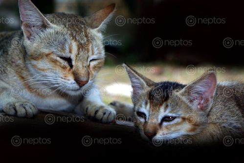 Find  the Image sleeping,kitten,mom,cat,#stock,image,nepal,photography,sita,maya,shrestha  and other Royalty Free Stock Images of Nepal in the Neptos collection.