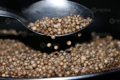 Find  the Image coriander,seeds,stock,image,nepal_photography,sita,maya,shrestha  and other Royalty Free Stock Images of Nepal in the Neptos collection.