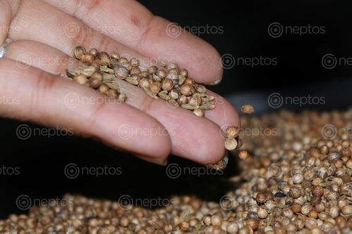 Find  the Image coriander,seeds,stock,image,nepal_photography,sita,maya,shrestha  and other Royalty Free Stock Images of Nepal in the Neptos collection.