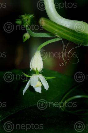 Find  the Image small,chayote,squash,vegtable,stock,image#,nepal_photography,sita,maya,shrestha  and other Royalty Free Stock Images of Nepal in the Neptos collection.
