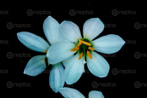 Find  the Image white,flower,|stock,image#,nepal,photography,sita,maya,shrestha  and other Royalty Free Stock Images of Nepal in the Neptos collection.
