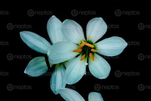 Find  the Image white,flower,|stock,image#,nepal,photography,sita,maya,shrestha  and other Royalty Free Stock Images of Nepal in the Neptos collection.
