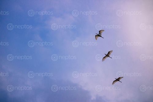 Find  the Image egret,returning,home,blue,sky  and other Royalty Free Stock Images of Nepal in the Neptos collection.