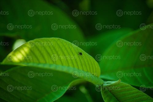 Find  the Image insect,guava,leaf  and other Royalty Free Stock Images of Nepal in the Neptos collection.