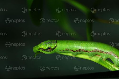 Find  the Image close,caterpillar,|stock,image#,nepal,photography,sita,maya,shrestha  and other Royalty Free Stock Images of Nepal in the Neptos collection.