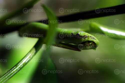 Find  the Image caterpillar,macro,photography,#stock,image#,nepal,sita,maya,shrestha  and other Royalty Free Stock Images of Nepal in the Neptos collection.