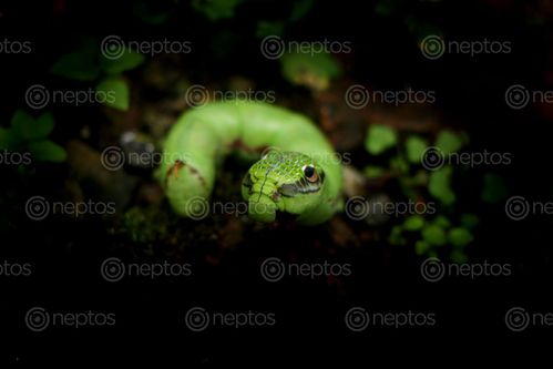 Find  the Image caterpillar,macro,photography,#stock,image#,nepal,sita,maya,shrestha  and other Royalty Free Stock Images of Nepal in the Neptos collection.