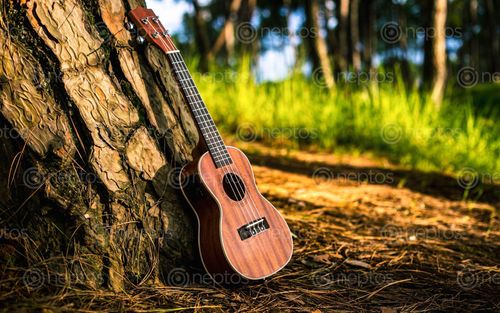 Find  the Image musical,instrument,ukulele,park,kathmandu,nepal  and other Royalty Free Stock Images of Nepal in the Neptos collection.