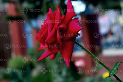 Find  the Image red,rose_beauty,nature  and other Royalty Free Stock Images of Nepal in the Neptos collection.