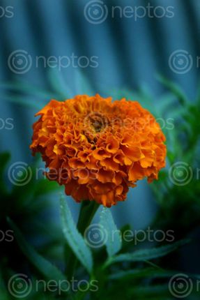 Find  the Image marigold,flower,photography#stock,image,#nepalphotography,sita,maya,shrestha  and other Royalty Free Stock Images of Nepal in the Neptos collection.
