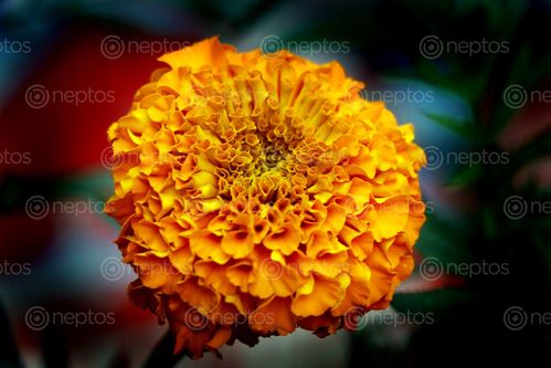 Find  the Image marigold,flower,photography#stock,image,#nepalphotography,sita,maya,shrestha  and other Royalty Free Stock Images of Nepal in the Neptos collection.