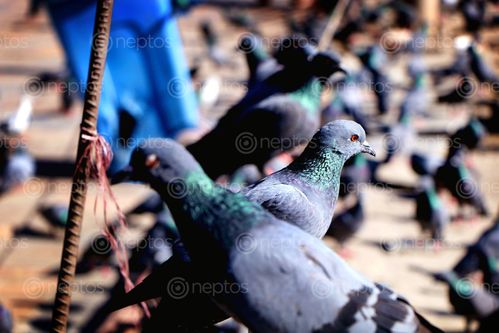 Find  the Image pigeon,birds,photography,stock,image,#nepal_photography,sita,maya,shrestha  and other Royalty Free Stock Images of Nepal in the Neptos collection.