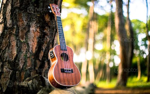 Find  the Image musical,instrument,ukulele,park,kathmandunepal  and other Royalty Free Stock Images of Nepal in the Neptos collection.