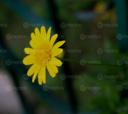 Find  the Image yellow,flower,nepal  and other Royalty Free Stock Images of Nepal in the Neptos collection.