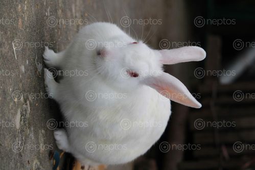 Find  the Image domestic_animals_rabbit,honest,cute,moving,taking,picture,waiting,food  and other Royalty Free Stock Images of Nepal in the Neptos collection.