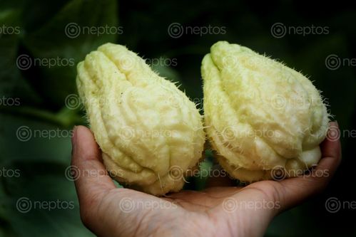 Find  the Image chayote,squash,vegetable#stock,image,nepal_photography,sita,maya,shrestha  and other Royalty Free Stock Images of Nepal in the Neptos collection.
