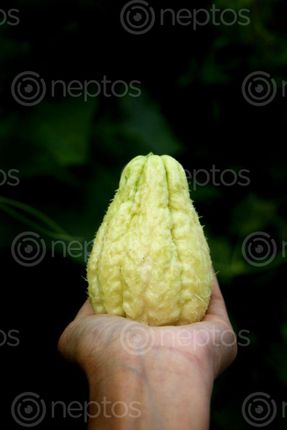 Find  the Image chayote,squash,vegetable#stock,image,nepal_photography,sita,maya,shrestha  and other Royalty Free Stock Images of Nepal in the Neptos collection.
