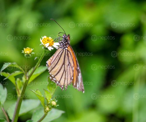Find  the Image lovely,butterfly,sucking,nectar,small,flower,bhairumkot,nuwakot,nepal  and other Royalty Free Stock Images of Nepal in the Neptos collection.