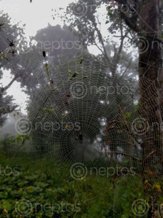 Find  the Image spider,net,morning,nepal  and other Royalty Free Stock Images of Nepal in the Neptos collection.