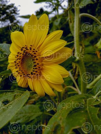 Find  the Image beautiful,fresh,sunflowers,leaves,nepal  and other Royalty Free Stock Images of Nepal in the Neptos collection.