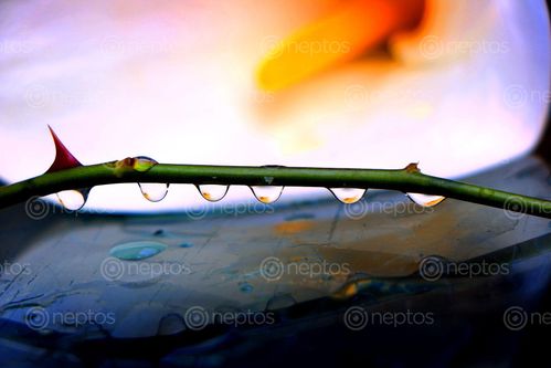 Find  the Image water,drop,reflections#,stock,image#,nepalphotography,sita,maya,shrestha  and other Royalty Free Stock Images of Nepal in the Neptos collection.