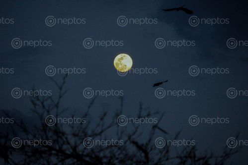 Find  the Image super,full,moon,appeared,dark,skynepal,month,755pm  and other Royalty Free Stock Images of Nepal in the Neptos collection.