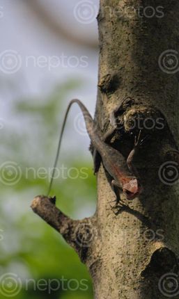 Find  the Image lazy,lizard,tree,food,nuwakot,nepal  and other Royalty Free Stock Images of Nepal in the Neptos collection.