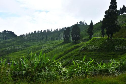 Find  the Image tea,garden,nepal,illam,place,famous,great,spot,enjoy,greenery,cup,warm  and other Royalty Free Stock Images of Nepal in the Neptos collection.