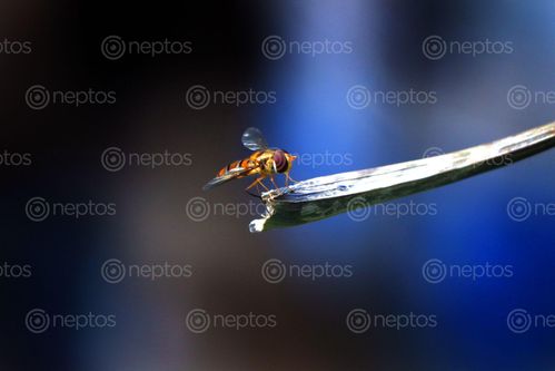 Find  the Image small,hoverfly,stock,image,nepalphotography,sita,maya,shrestha  and other Royalty Free Stock Images of Nepal in the Neptos collection.