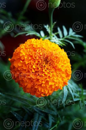 Find  the Image marigold,flower,stock,image,nepal_photography,sita,maya,shrestha  and other Royalty Free Stock Images of Nepal in the Neptos collection.