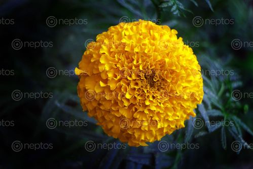 Find  the Image marigold,flower/,yellow,stock,image,nepal_photography,sita,maya,shrestha  and other Royalty Free Stock Images of Nepal in the Neptos collection.