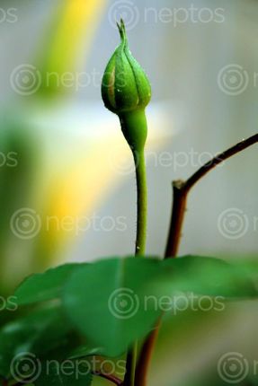 Find  the Image pink,rose,bud,stock,image#nepal_photography,sita,maya,shrestha  and other Royalty Free Stock Images of Nepal in the Neptos collection.