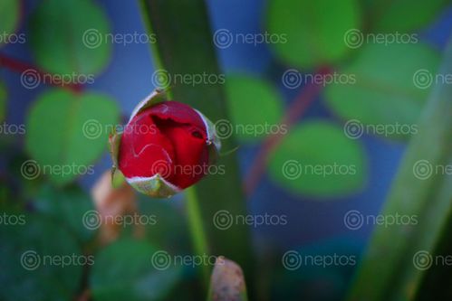 Find  the Image red,rose,bud,stock,image#nepal_photography,sita,maya,shrestha  and other Royalty Free Stock Images of Nepal in the Neptos collection.