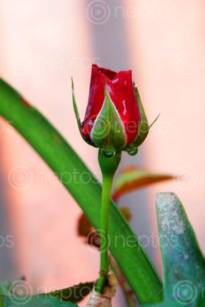 Find  the Image red,rose,bud,stock,image#nepal_photography,sita,maya,shrestha  and other Royalty Free Stock Images of Nepal in the Neptos collection.