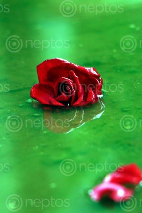 Find  the Image red,rose,stockimage#,nepal,photography,sita,maya,shrestha  and other Royalty Free Stock Images of Nepal in the Neptos collection.