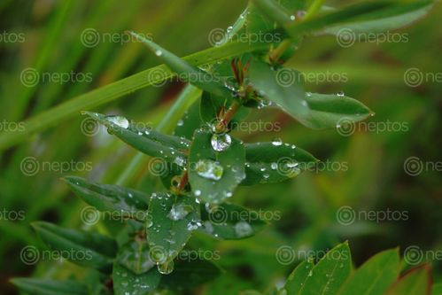 Find  the Image morning,dew,wild,grass,water,droplets,crystal,clear,spreads,positivity  and other Royalty Free Stock Images of Nepal in the Neptos collection.